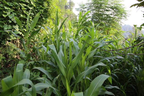 istock Maize crop field in hilly areas of Kashmir 1026541274