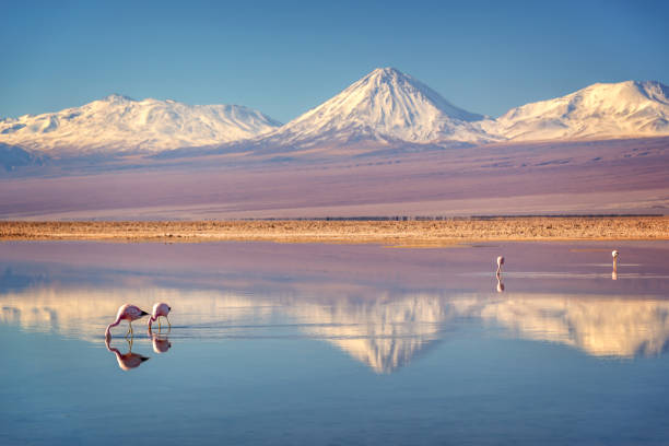 volcán de licancabur cubierto de nieve en montañas de los andes que reflejan en el agua de la laguna chaxa con flamencos andinos, salar, atacama chile - andes fotografías e imágenes de stock