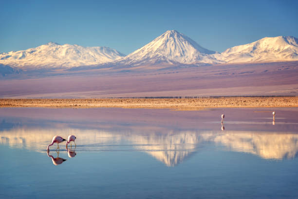 Snowy Licancabur volcano in Andes montains reflecting in the wate of Laguna Chaxa with Andean flamingos, Atacama salar, Chile Snowy Licancabur volcano in Andes montains reflecting in the wate of Laguna Chaxa with Andean flamingos, Atacama salar, Chile national wildlife reserve stock pictures, royalty-free photos & images