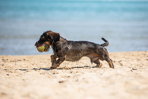 Wire haired dachshund playing on the beach in summer - running in the sand and water