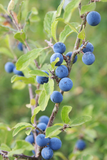 istock sloes on a branch 1026554832