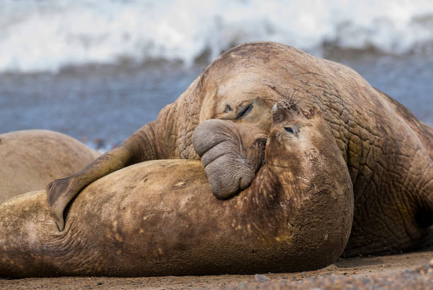 istock Elephant seal in Patagonia 1026555880
