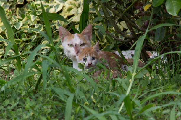 istock A cat with its curious kittens hiding in a bush 1026557464