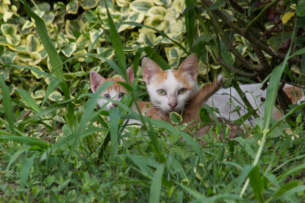 istock A cat with its curious kittens hiding in a bush 1026557758
