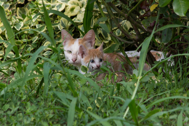 istock A cat with its curious kittens hiding in a bush 1026558338