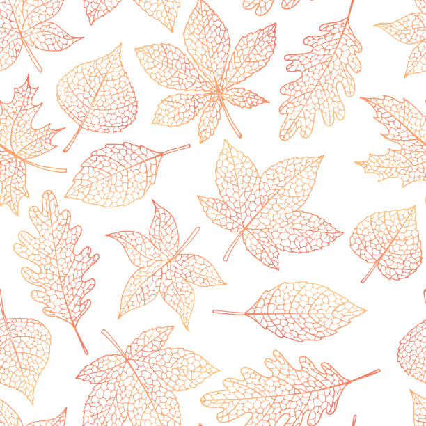 Vector autumn seamless pattern with oak, poplar, beech, maple, aspen and horse chestnut leaves outline on the white background. Fall line art of foliage. Vector autumn seamless pattern with oak, poplar, beech, maple, aspen and horse chestnut leaves outline on the white background. Fall line art of foliage. autumn leaves stock illustrations