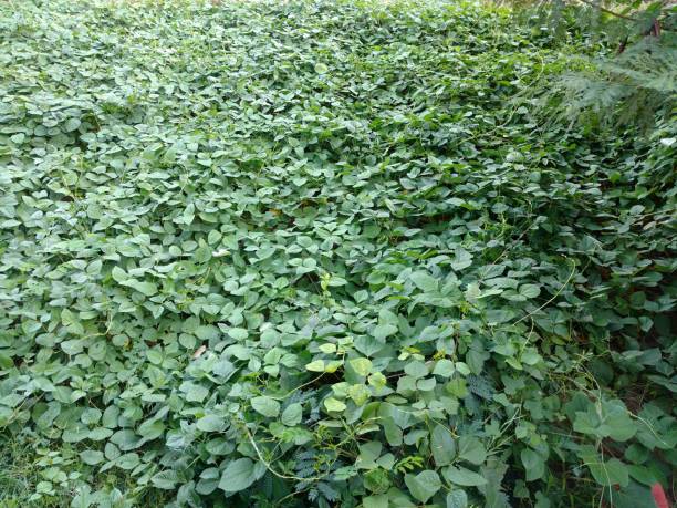 istock Plants of white beans 1026559770
