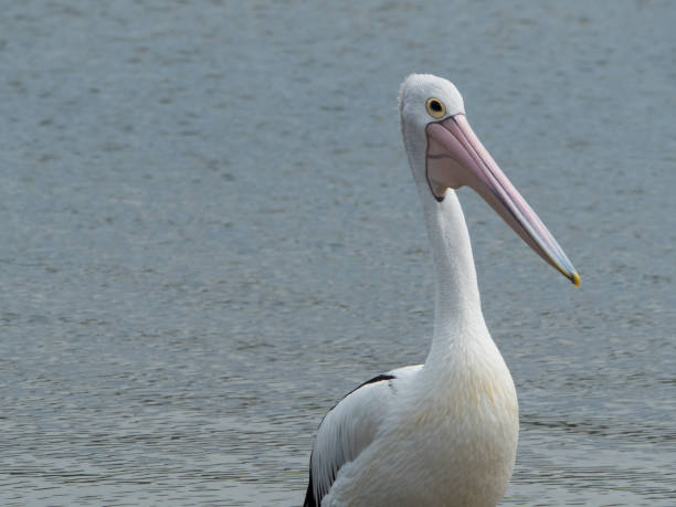 istock Australian Pelican Bird 1026562650