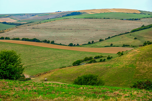 Sussex rolling hills, a patchwork of fields with different crops in them in the middle is a wheat field
