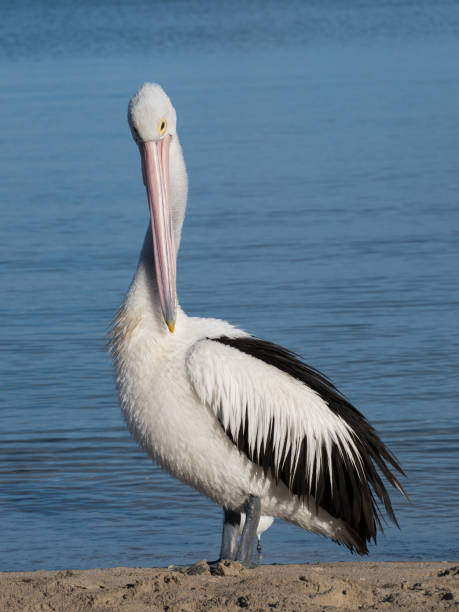 istock Australian Pelican Bird 1026567406