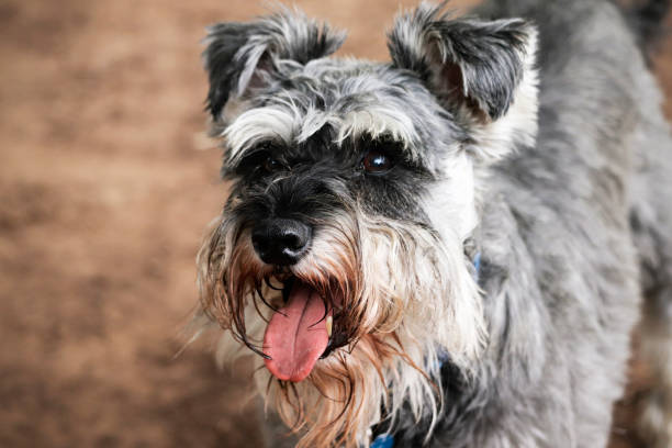 istock Miniature Schnauzer dog 1026567418