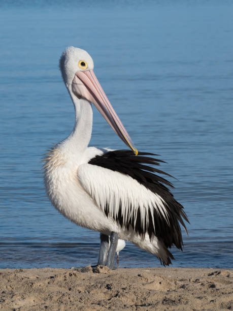 istock Australian Pelican Bird 1026567482