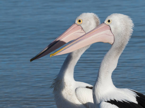 istock Australian Pelican Bird 1026571852