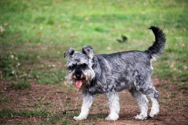 istock Miniature Schnauzer dog 1026572326