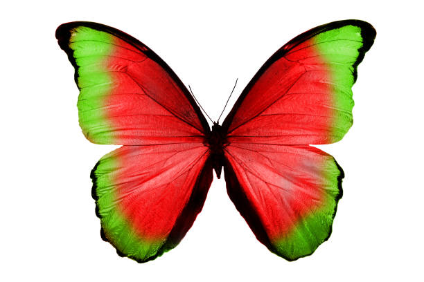 istock beautiful red and green butterfly isolated on white background 1026573336