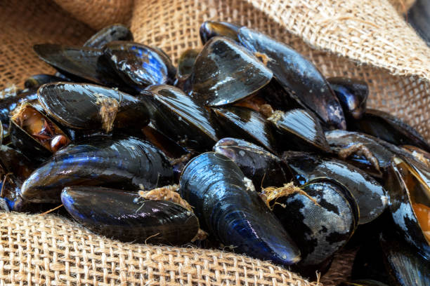 stampi bouchot sciolti su borsa in tela - mussells foto e immagini stock