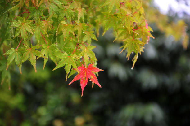 Maple leaVES on a rainy day