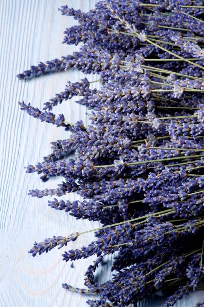 istock Frame of Lavender Flowers 1026576600