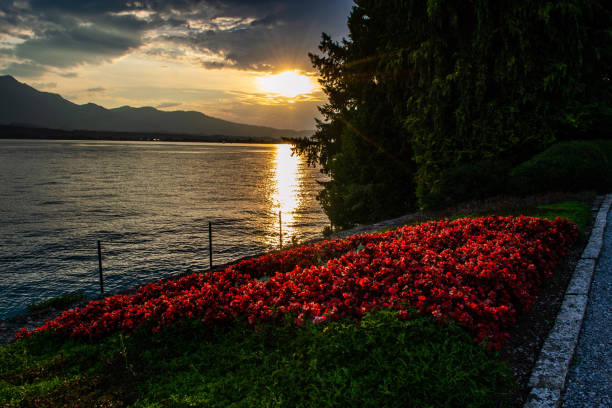 Flowerbed of the Swiss flag by lake Thun at sunset.