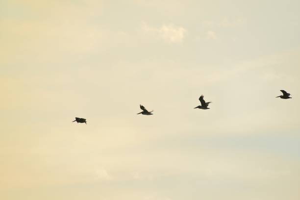 istock Brown Pelicans at Sunrise 1026581276