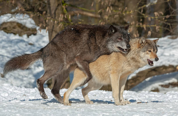 istock Two Canadian Timber Wolfs mating in winter 1026581314
