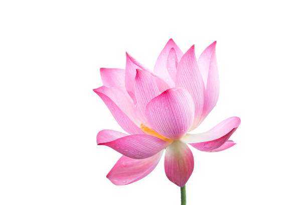 istock Lotus flower close-up in white background 1026584018