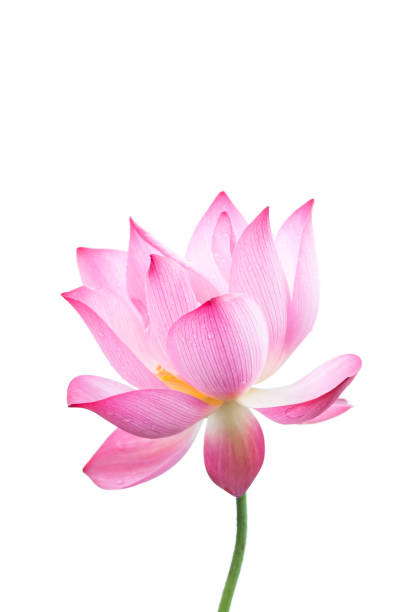 lotus blume nahaufnahme in weißem hintergrund - lily pad bloom stock-fotos und bilder