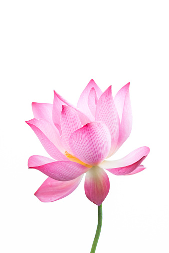 Primer plano de flor de loto en fondo blanco photo
