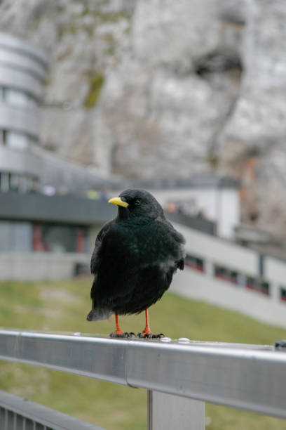 istock Alps crow in Pilatus, Switzerland 1026592282