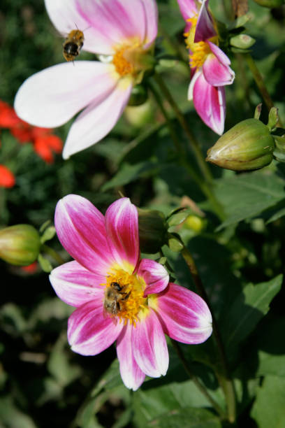 istock Bumble bee with flower in summer time 1026592740