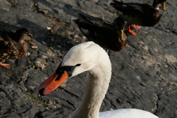 istock Mute swan in lake 1026593002