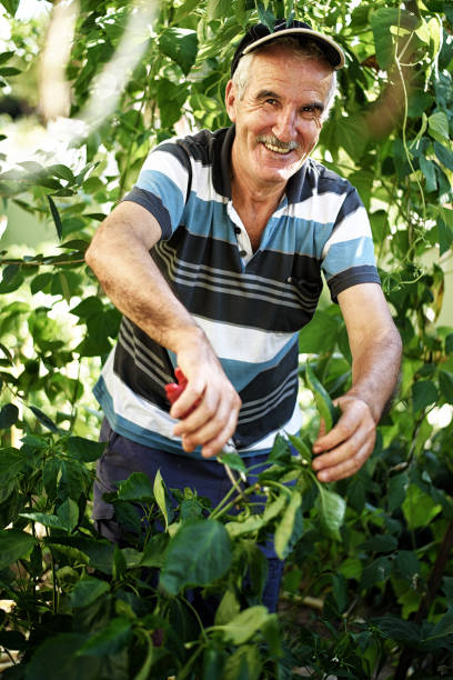 istock Senior farmer dealing with garden crops 1026593174