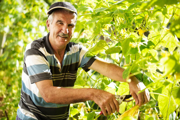 istock Senior farmer dealing with garden crops 1026593488