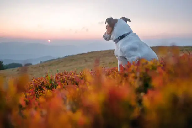 Alone white dog sitting in the red grass against the backdrop of an incredible sunrise mountain landscape