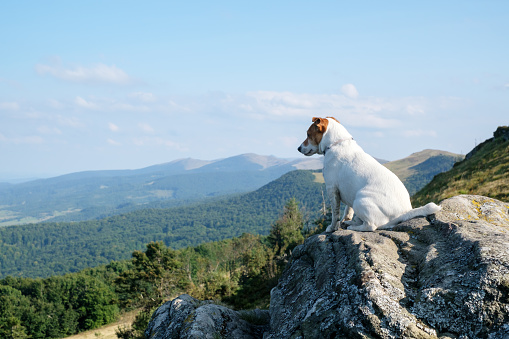 Alone white dog sitting on rock against the backdrop of an incredible mountain landscape