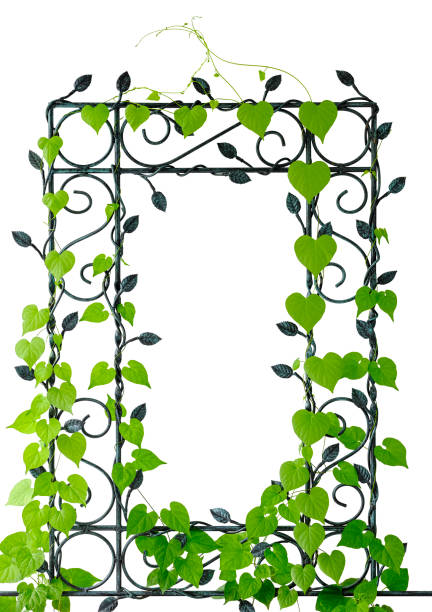 ivy