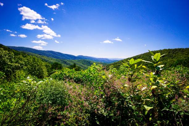 istock wildflowers in shenandoah 1026602690
