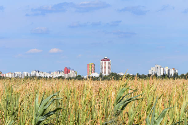 View over dry corn, that was destroyed by the drought, to the skyline of Berlin, Germany.