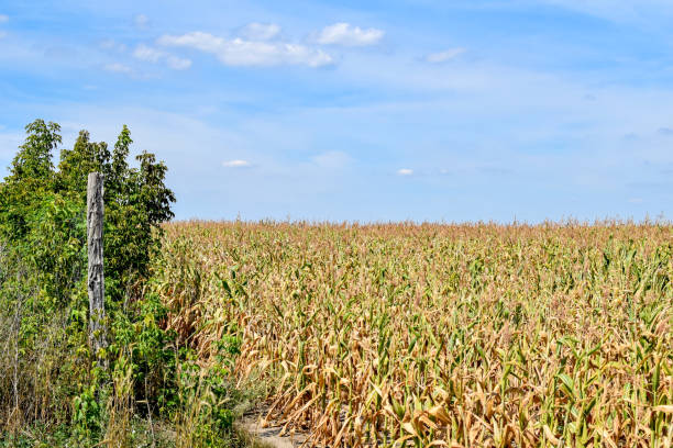 istock Maize field suffering from the drought in the sunshine 1026603472