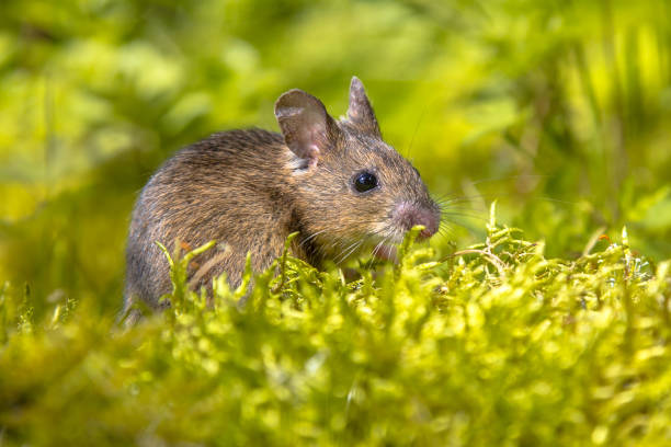 istock Wood mouse in green surroundings 1026603780