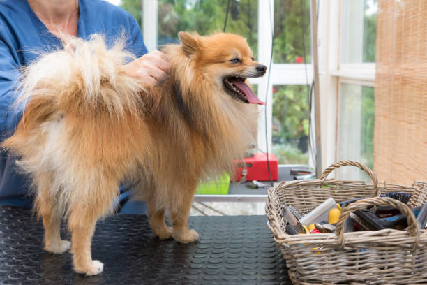 istock Pomeranian German Spitz dog is standing on the grooming table 1026606156