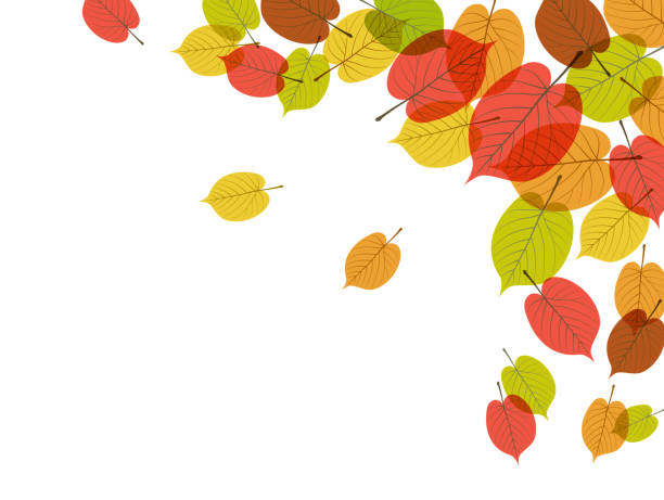 illustrations, cliparts, dessins animés et icônes de fond de feuilles colorées - autumn leaf isolated white background