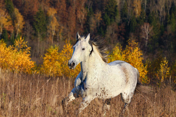 istock Horse in autumn forest 1026610088