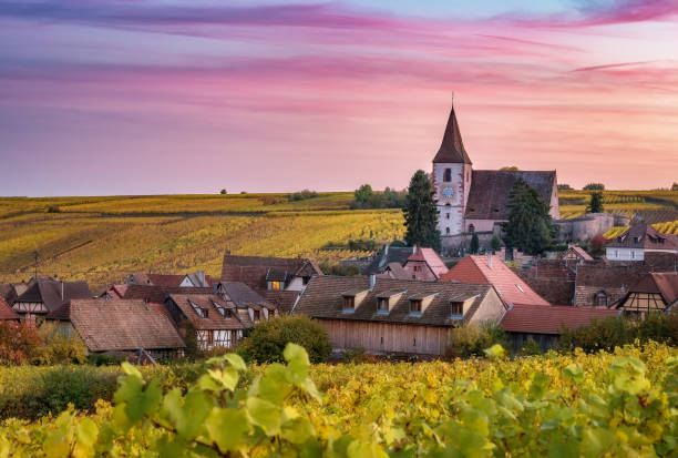Scenic autumn landscape with a historic castle in Alsace, France, and vineyards growing on hills against sunset sky. Scenic landscape with a historic castle in Alsace, France, in Autumn. Vineyards growing on hills against dramatic sunset sky. Colourful travel and wine-making background. alsace stock pictures, royalty-free photos & images