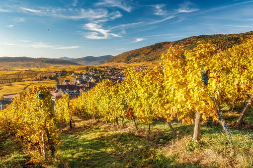 Scenic mountain landscape with vineyards near the historic village of Riquewihr, Alsace, France. Colorful travel and wine-making background.Scenic mountain landscape with vineyards in Alsace, France. Colorful travel and wine-making background with dramatic sky.