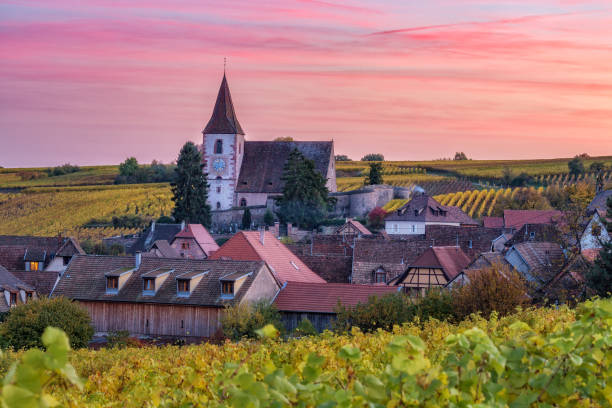 paisaje otoño escénico con un castillo histórico situado en alsacia, francia y viñedos crecen en cerros contra el cielo del atardecer. - alsacia fotografías e imágenes de stock