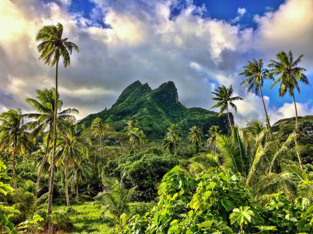 Stunning Raiatea landscape On a drive around Raiatea Island we came across this amazing landscape. Tall coconut palms and an ancient extinct volcano. French Polynesia. french polynesia stock pictures, royalty-free photos & images