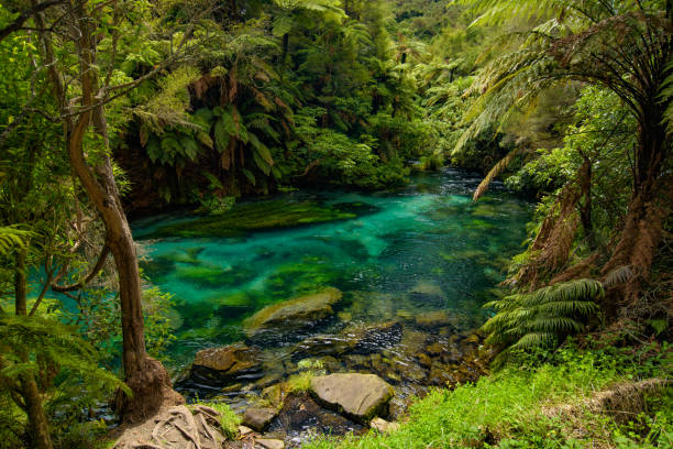 Blue Spring, the river with the purest water in New Zealand, Te Waihou Walkway, Hamilton, Waikato stock photo