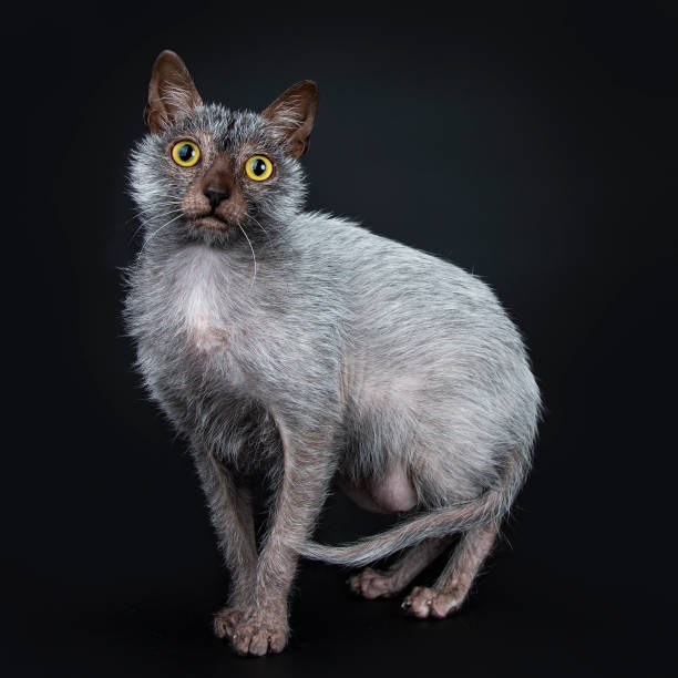istock Cool Lykoi werewolf cat standing side ways / walking  looking straight at lens, isolated on black background 1026611978