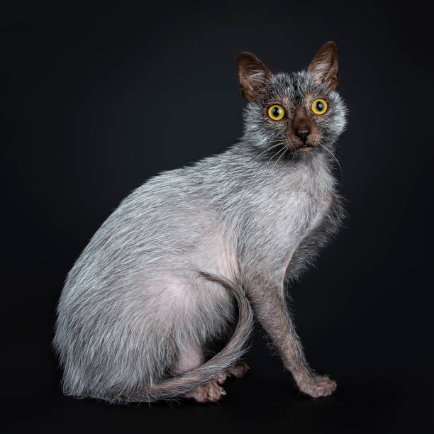 istock Cool Lykoi werewolf cat sitting side ways with tail curled on body looking beside lens, isolated on black background 1026611992